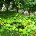 SCHOOL KITCHEN GARDEN 1